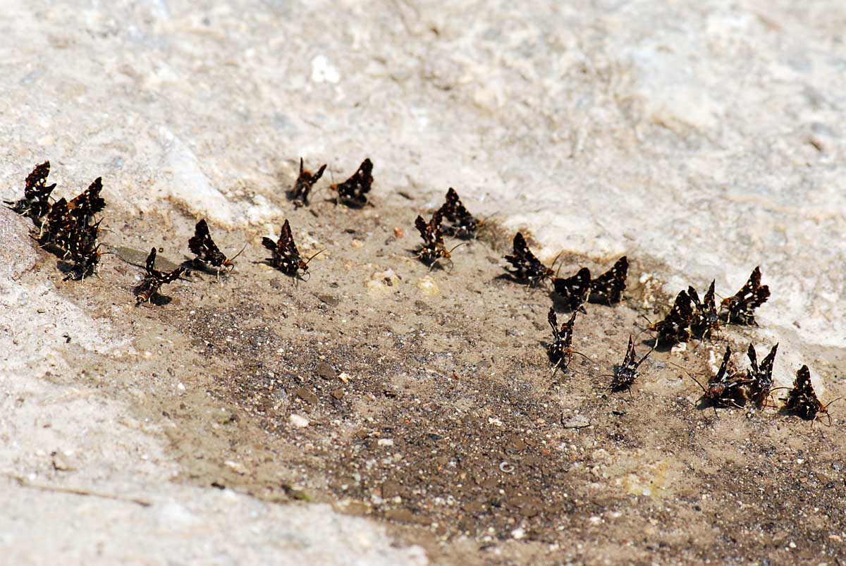 Thyris fenestrella, l''allegra compagnia